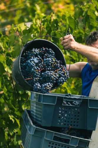 Immersion Vendanges - 2 nuits